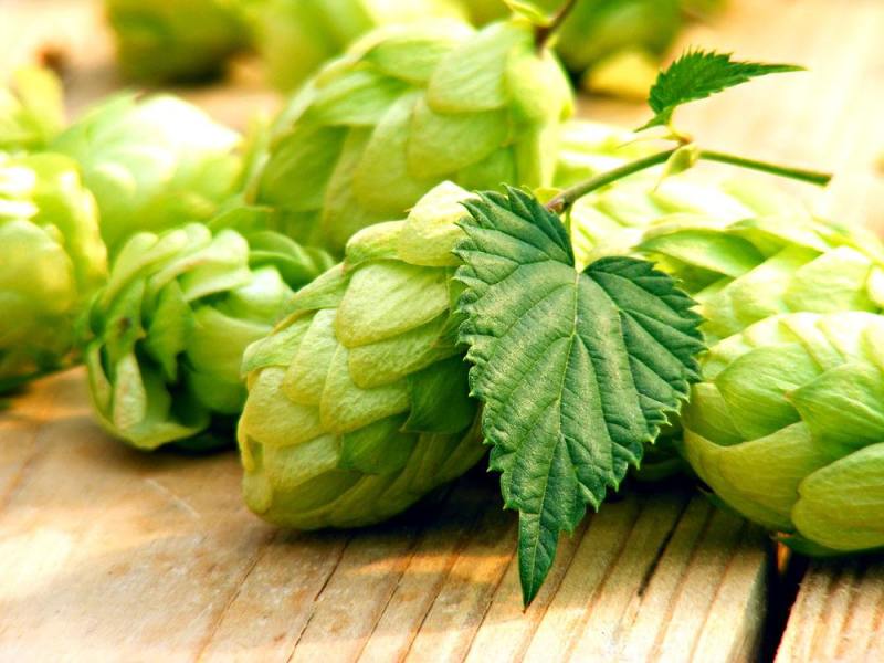 精釀啤酒 | 酒花制品的種類及特點(diǎn)有哪些？